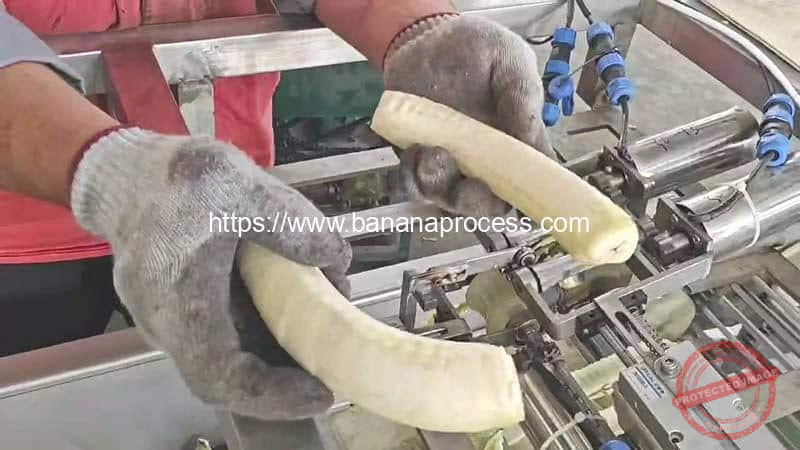 Automatic-Green-Banana-Peeling-Machine-Peel-Removed-Result